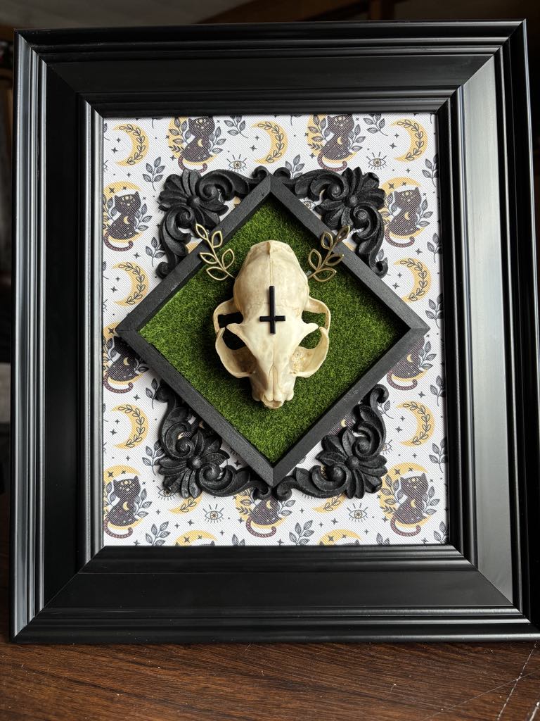 Cat Skull Taxidermy Oddity Bone Art Home Decor Horror True Crime