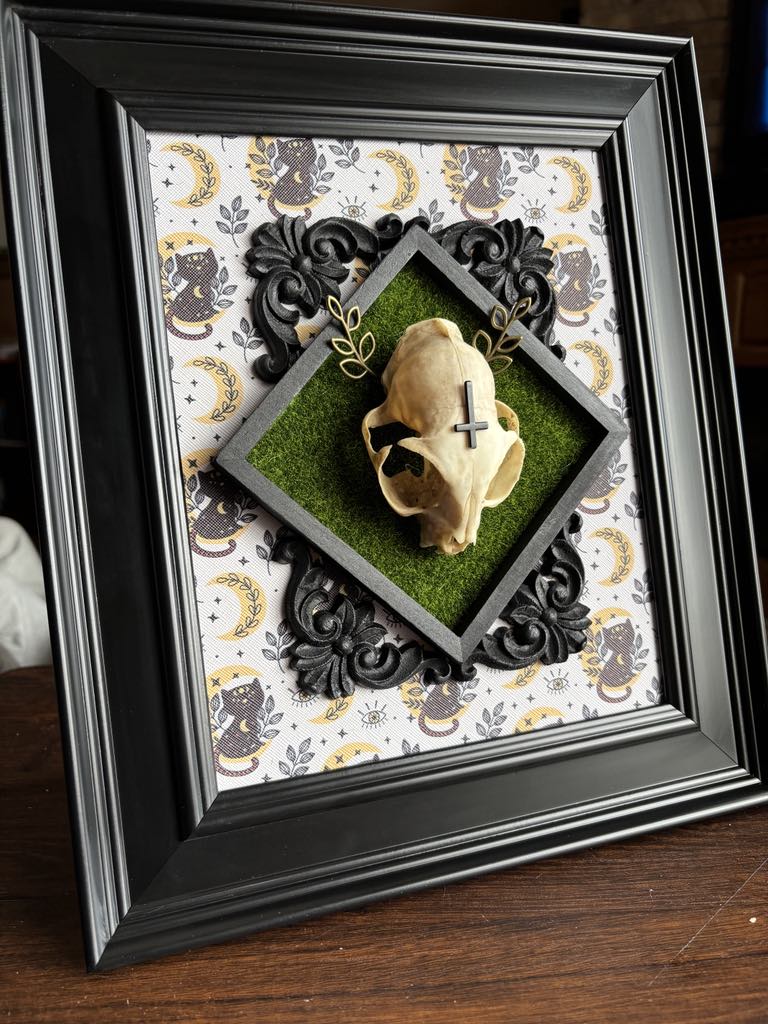 Cat Skull Taxidermy Oddity Bone Art Home Decor Horror True Crime
